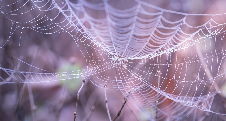 Spinnennetz mit Tau